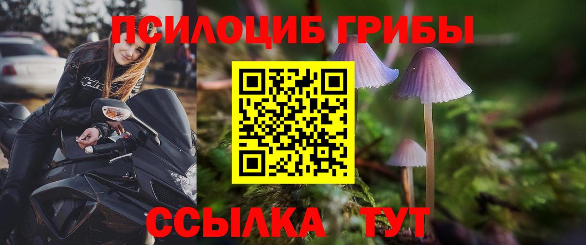 Галлюциногенные грибы Psilocybe Ухта